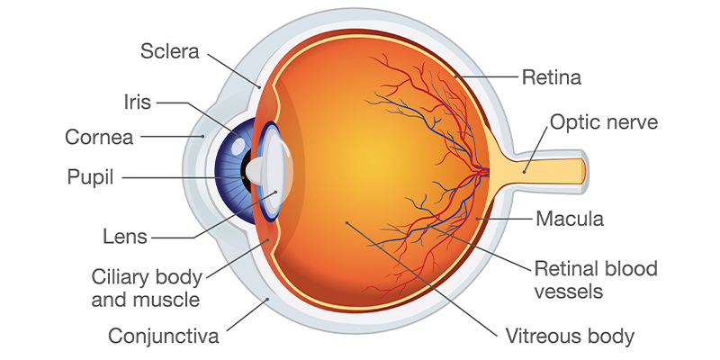 Bioanalytical Challenges for Ocular Research